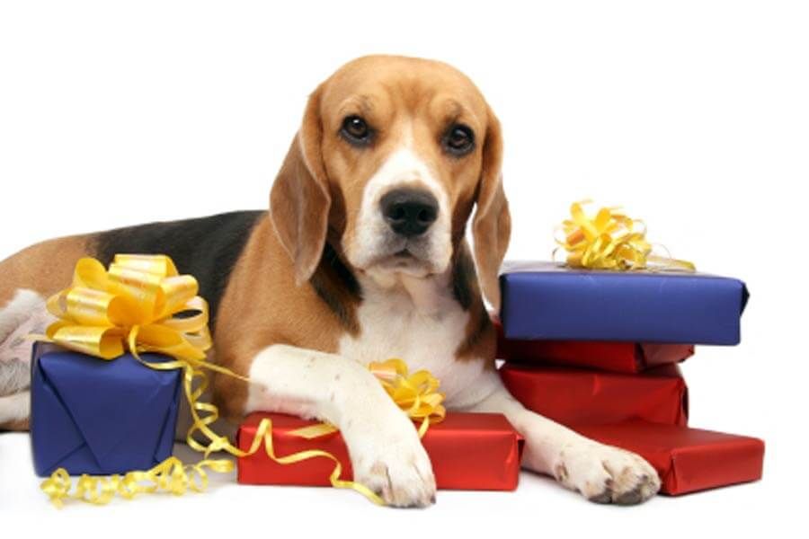 Dog gifts
