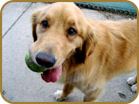 dog-with-ball